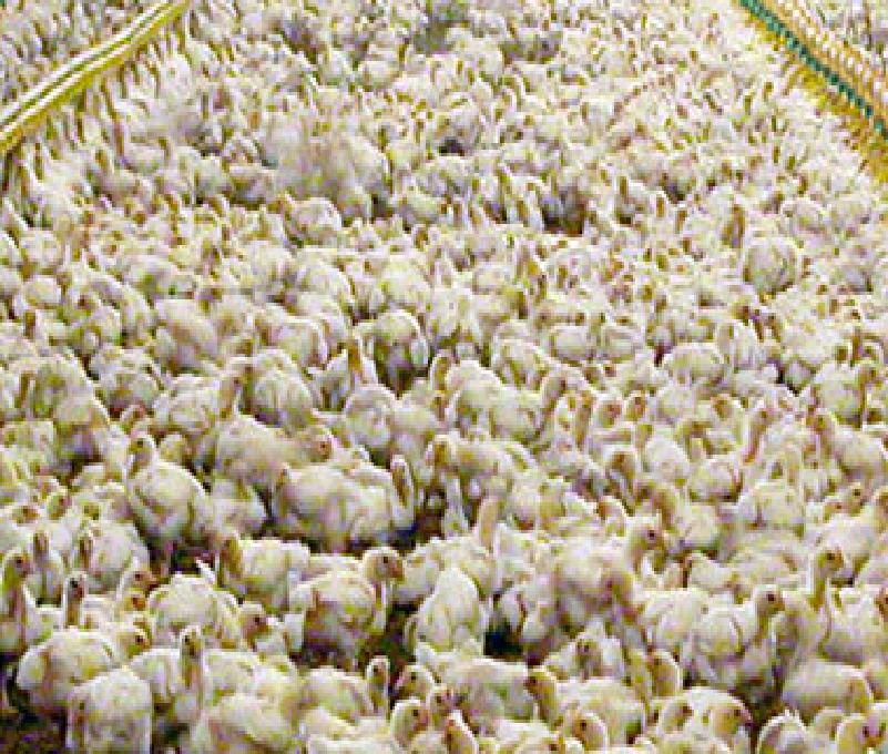 Buenas previsiones para la producción avícola argentina por el consumo interno y la recuperación de mercados internacionales
