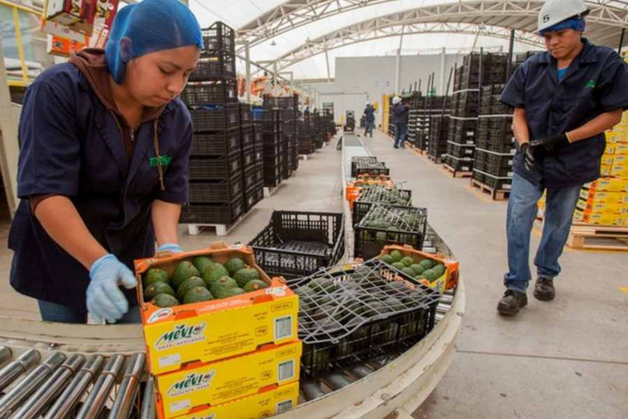 Suben 4.62% las exportaciones agroalimentarias y baja ritmo de importaciones: SADER