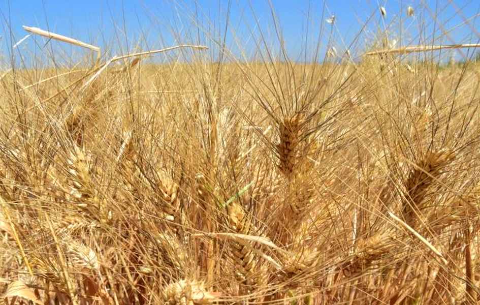 Precios de garantía de granos para el 2024 son insuficientes; aún no se pagan los del 2023: Grupo Tres Valles de Sonora