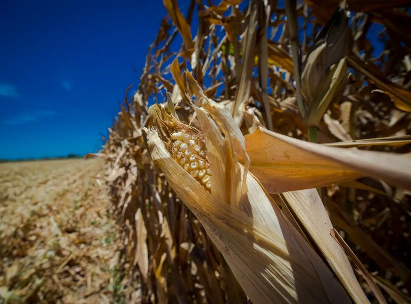 Iniciarán etapas críticas del maíz; se rebasa la superficie óptima para los volúmenes de agua: AARSP