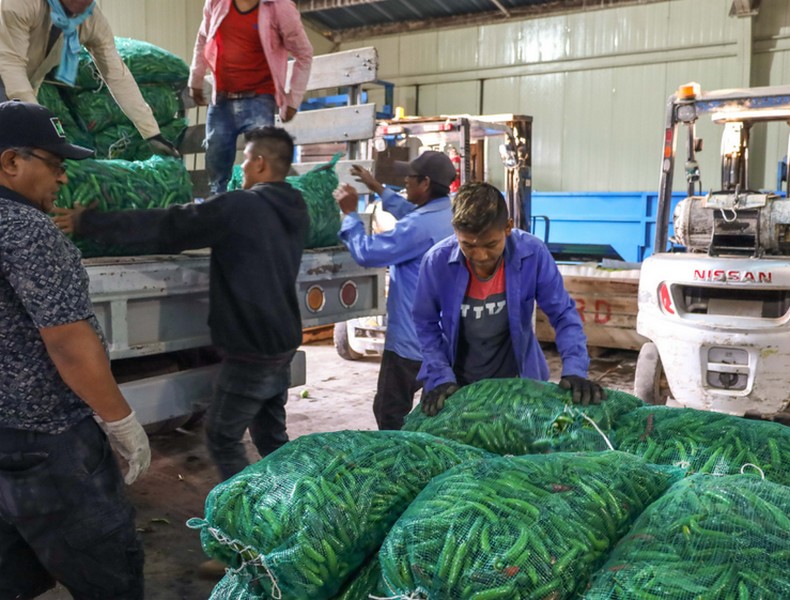 México, entre los principales productores de chile verde en el mundo: Agricultura