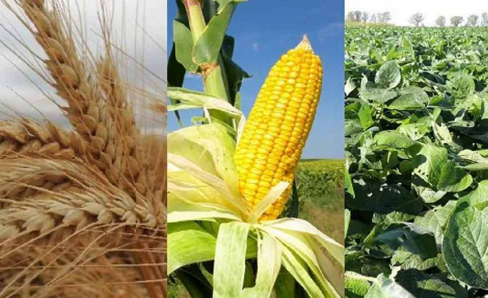 La soja y el maíz suben por compras de oportunidad tras haber marcado mínimos de tres años