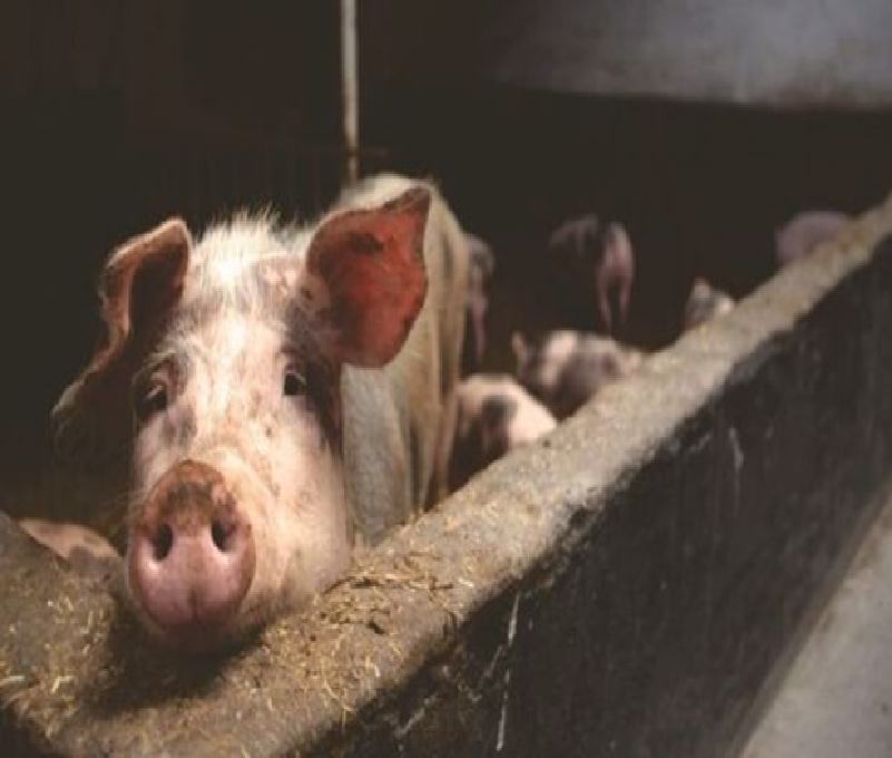 Reportan nuevos casos de Peste Porcina Africana en Europa y Asia