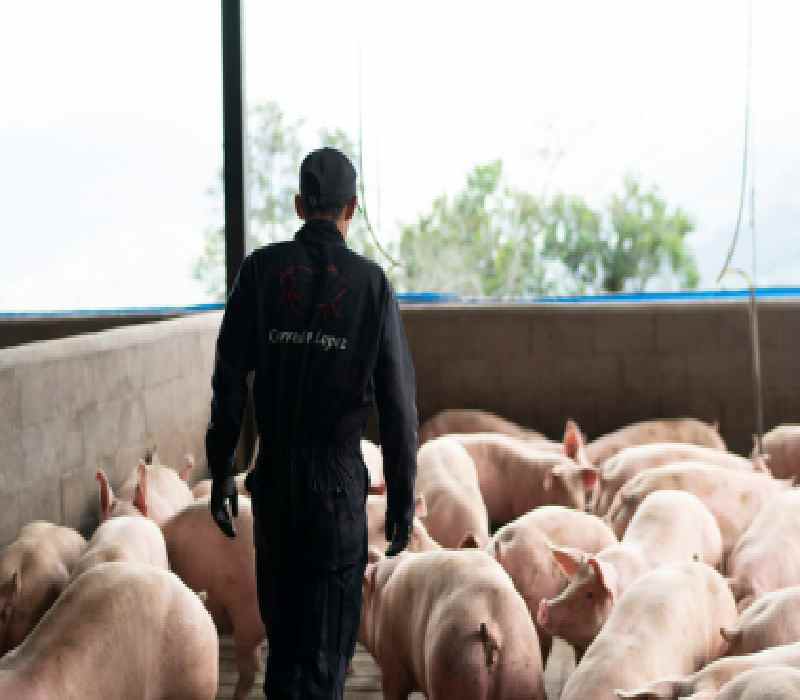 2023, año positivo para los indicadores de consumo, producción y beneficio para el sector porcino en Colombia