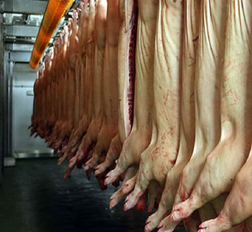 La UE pierde cuota de mercado en la exportación de carne de cerdo a China frente a EE.UU.