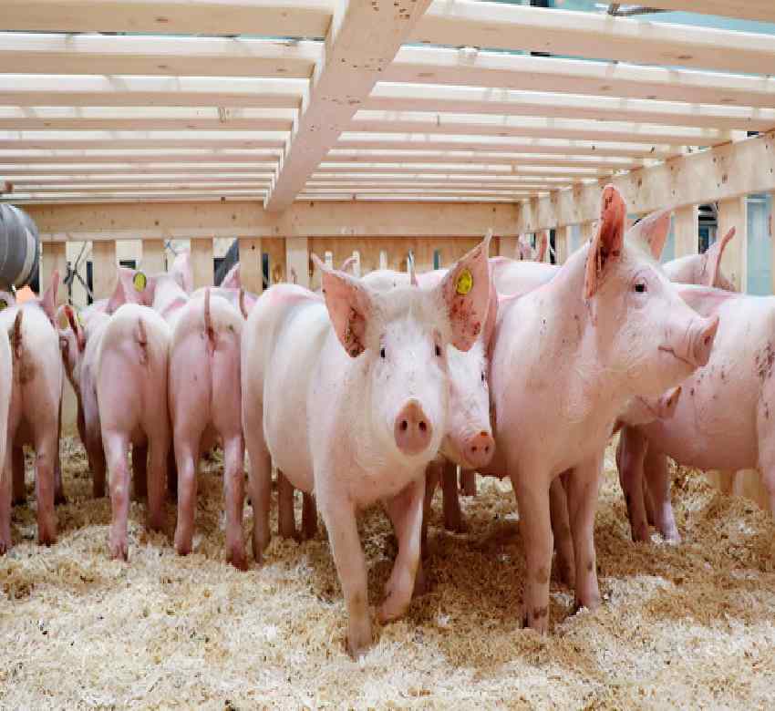 Rabobank espera una desaceleración de la producción porcina en 2024