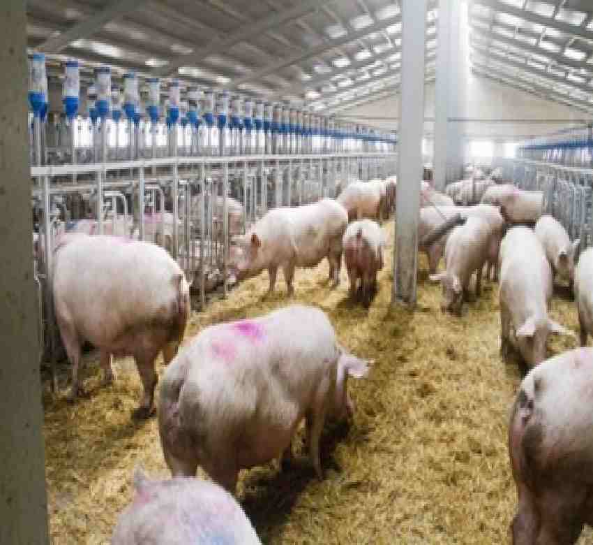 Se frena la caída de los censos de porcino europeos que siguen liderados por España