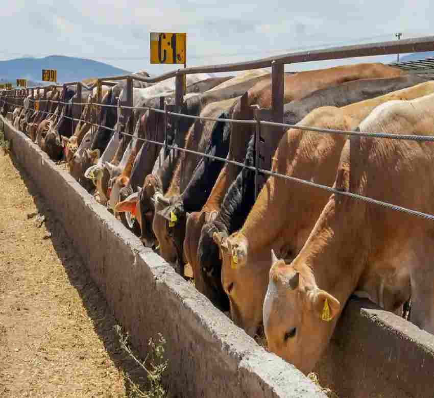 ¡Para prevenir la propagación! Reactivan baños garrapaticidas para el ganado en Sinaloa municipio