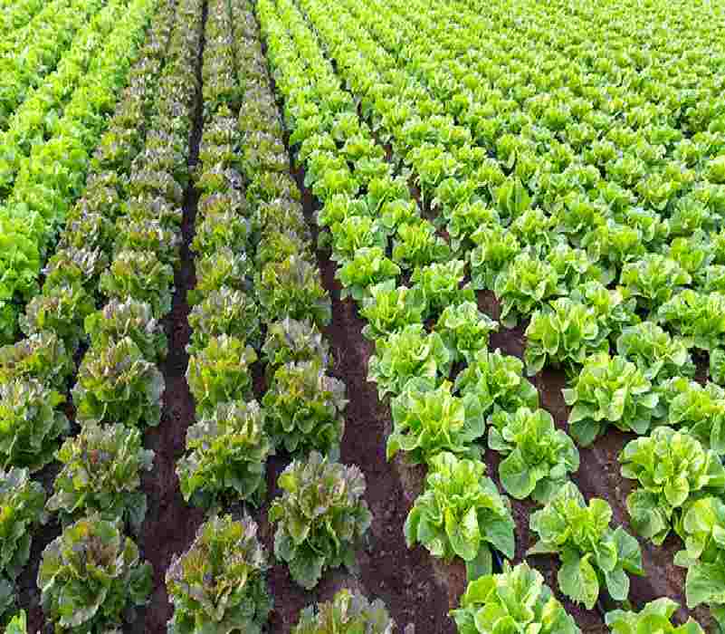Sinaloa: También los golpea la inflación: agricultores no se llenan los bolsillos con venta de hortalizas