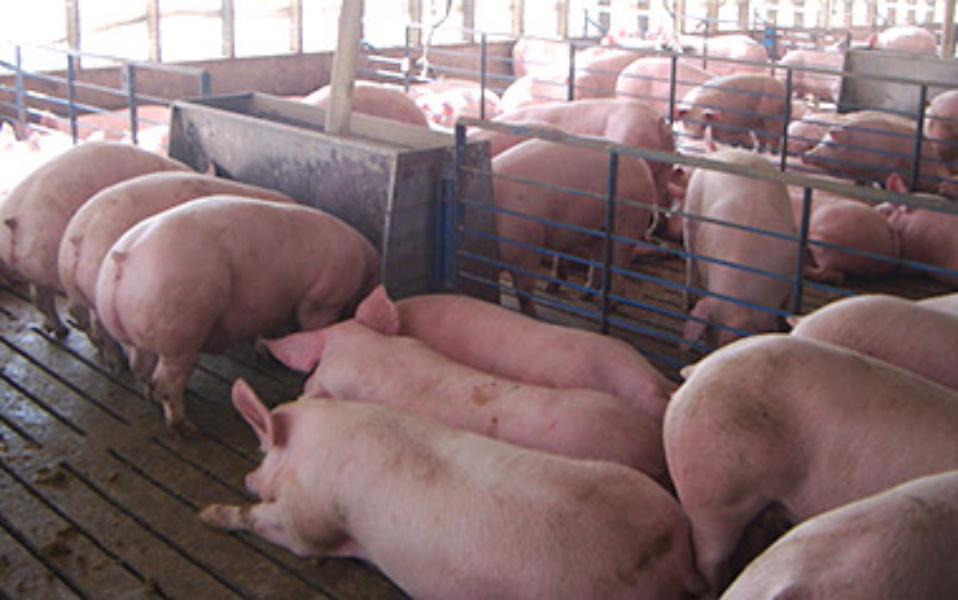 El sector porcino ruso se opone a informar sobre sus emisiones GEI