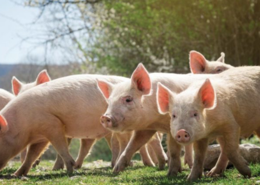 Rabobank: El mercado de la carne de cerdo sigue siendo un desafío para el primer trimestre