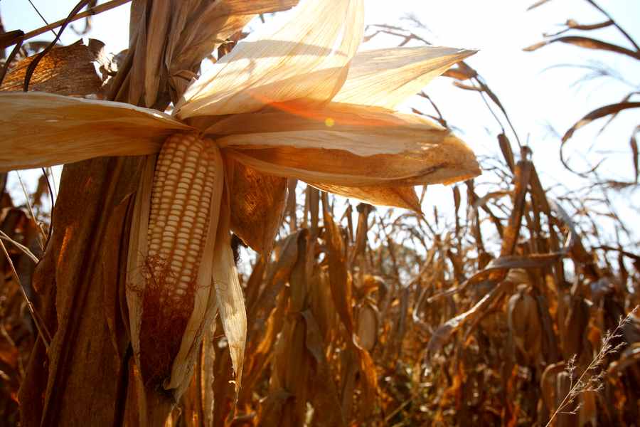 El Índice de Precios de los Alimentos de la FAO volvió a bajar en Enero debido a la caída de los precios del Trigo y el Maíz