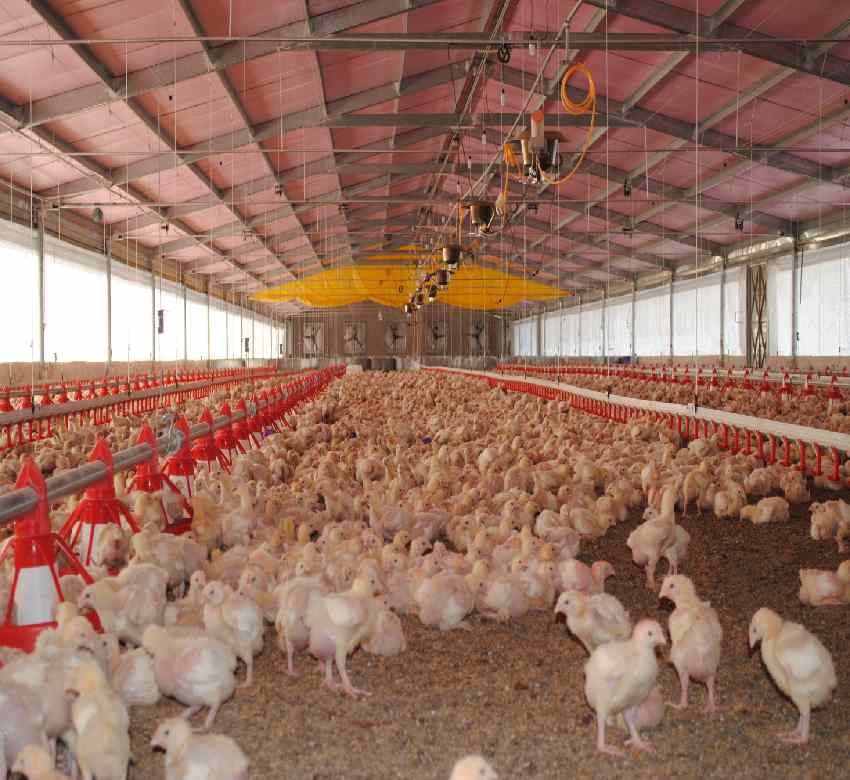 Los avicultores polacos reclaman límites más bajos a la importación de carne de aves de Ucrania
