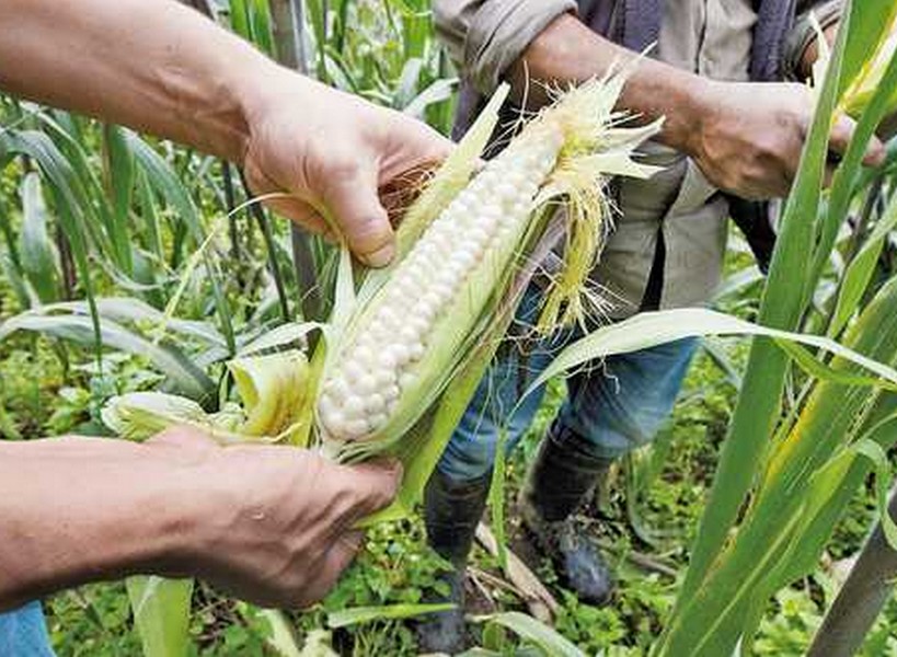 Producción de maíz en el sureste del país se estancó desde 2018, señala GCMA