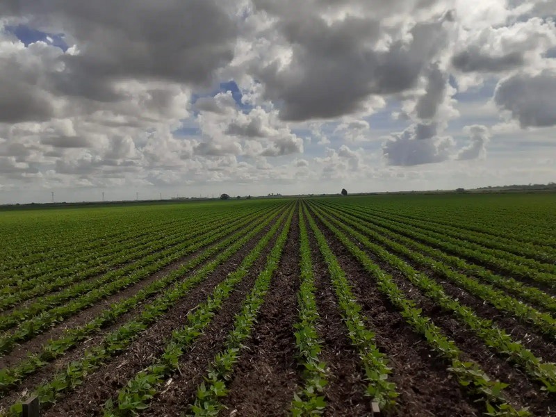 20 mil hectáreas en Ahome no tienen permiso de siembra: Sanidad Vegetal