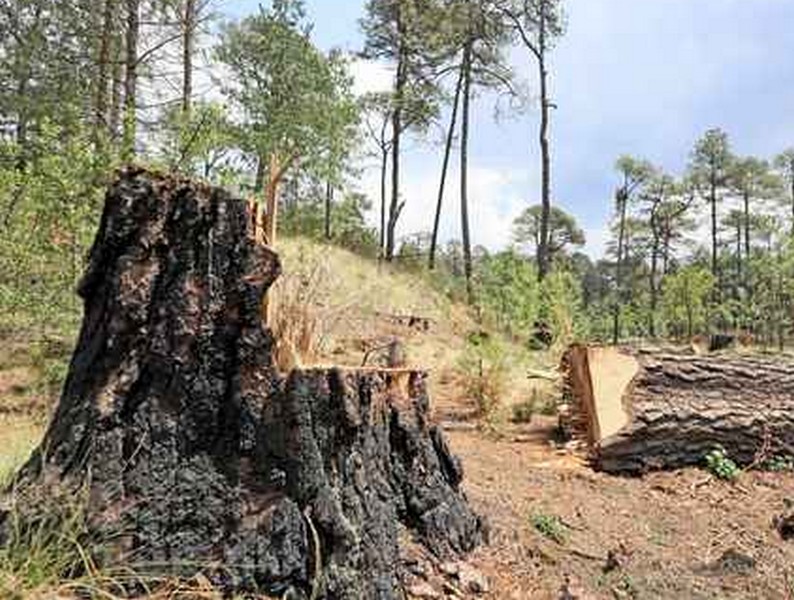 Gobierno federal carece de una estrategia para evitar la destrucción forestal