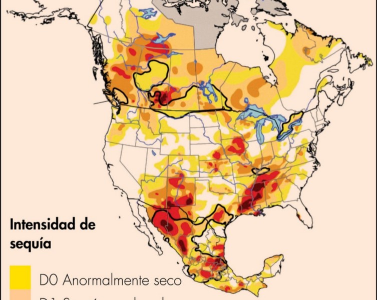 Sequía impactó 40% producción de maíz en 2023