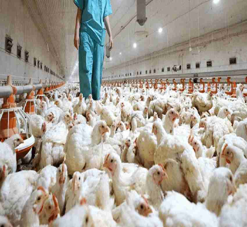 Gripe aviar: EE.UU. asegura que está cerca de encontrar la vacuna contra la última cepa