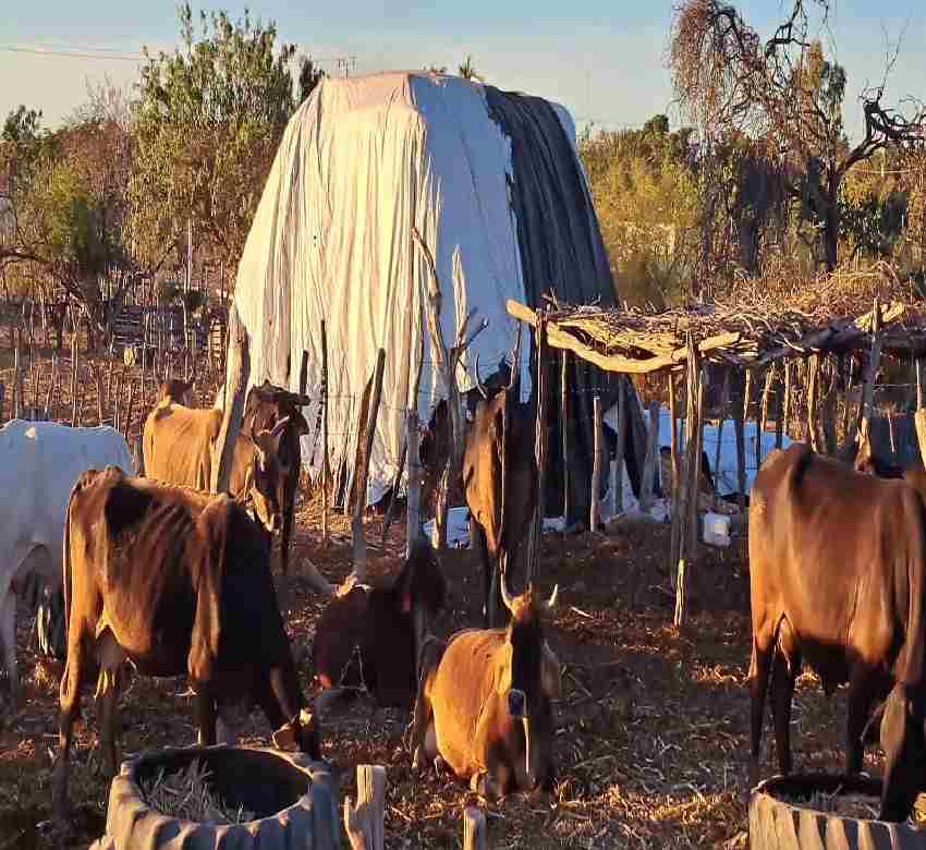 “La sequía ya tiene atrincados a los ganaderos de las zonas serranas”: Unión Ganadera de Sinaloa