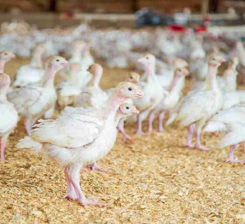 Ganaderos avícolas y de porcino advierten del impacto negativo de norma UE sobre emisiones