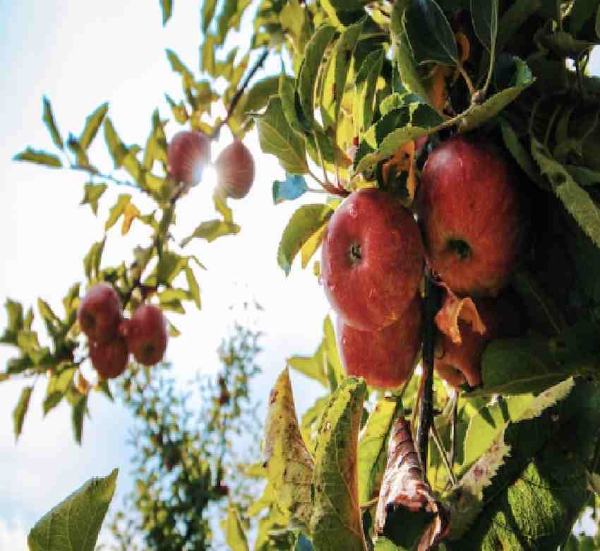 Exportaciones de manzanas estadounidenses aumentaron 47% respecto la temporada anterior