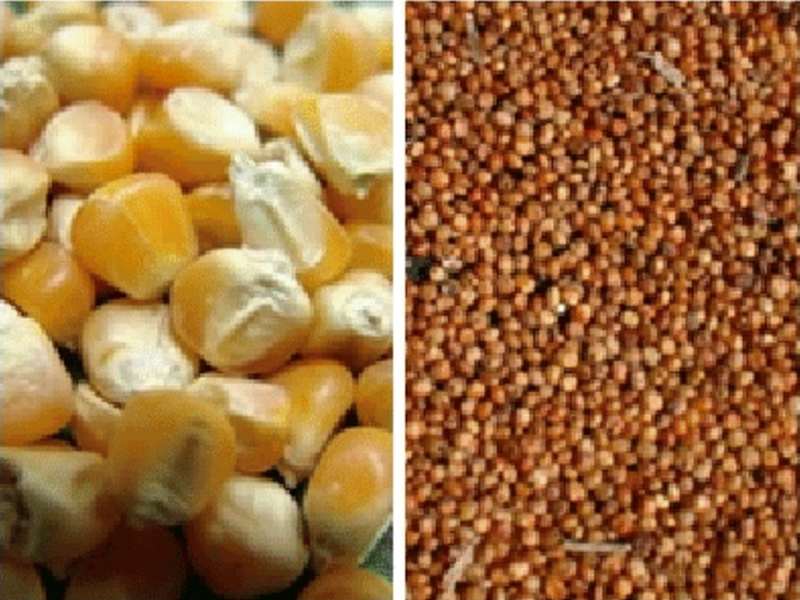 En TREAGRO encuentras semillas de maíz y sorgo, además de todos los insumos que necesitas para establecer tu cultivo