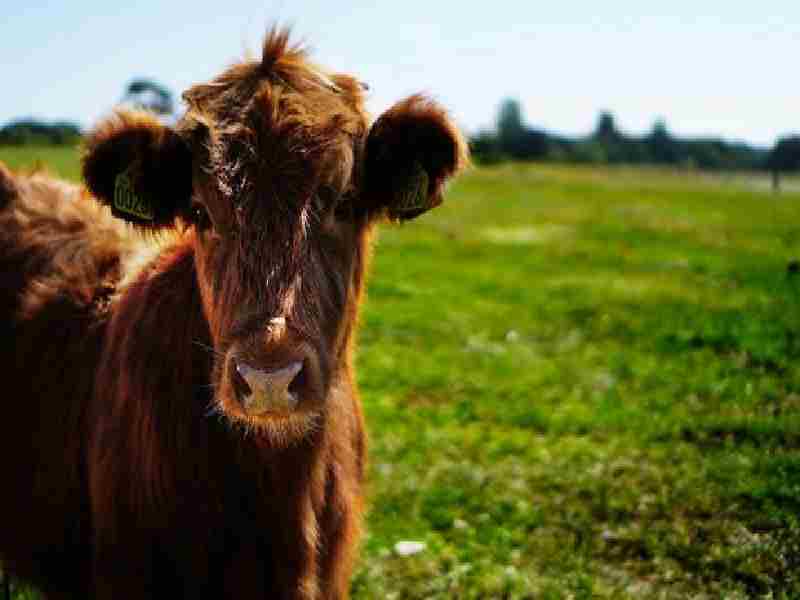 Vuelve la exportación de embriones bovinos «in vivo» a la Unión Europea tras discontinuar en 2021