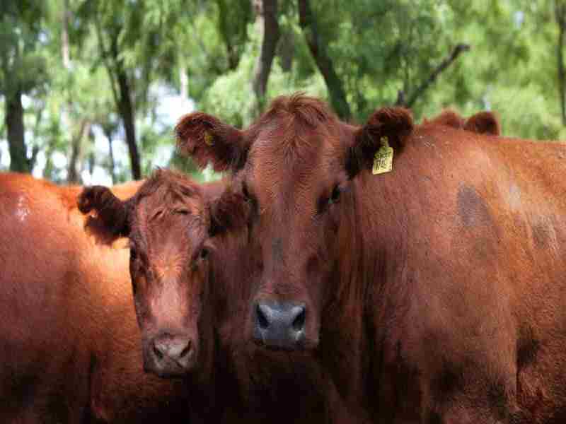 Mercado recuperado: Argentina vuelve a exportar embriones bovinos “in vivo” a Europa