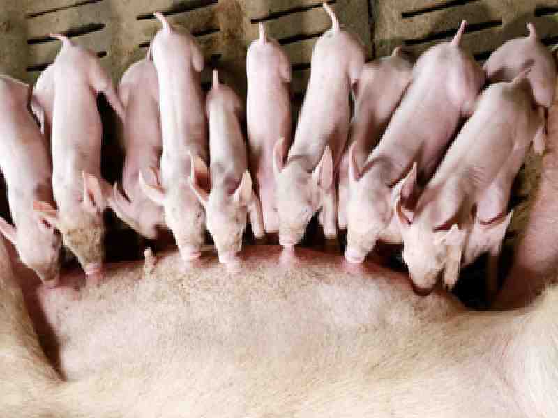El gobierno chino regula su censo porcino reduciendo el número de cerdas reproductoras