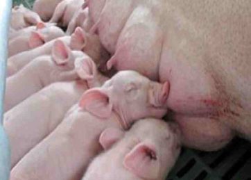 Empresa Magapor usa inteligencia artificial para acelerar el tiempo de la inseminación porcina