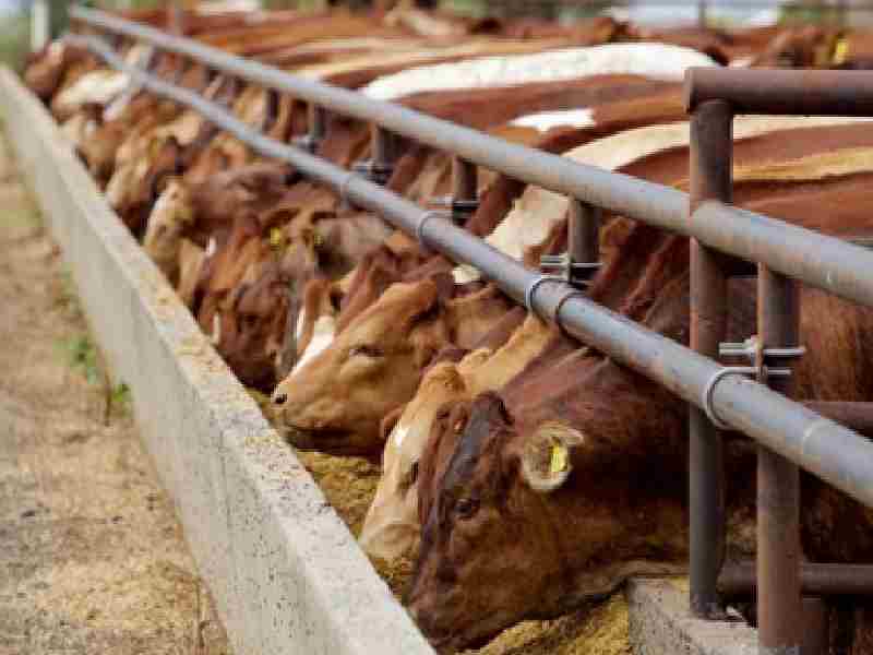 El USDA toma medidas para proteger la salud del ganado vacuno frente a la influenza aviar H5N1