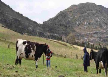 Colombia: Mediante subastas públicas, el Gobierno busca reducir altos inventarios de leche e impulsar la compra a productores nacionales