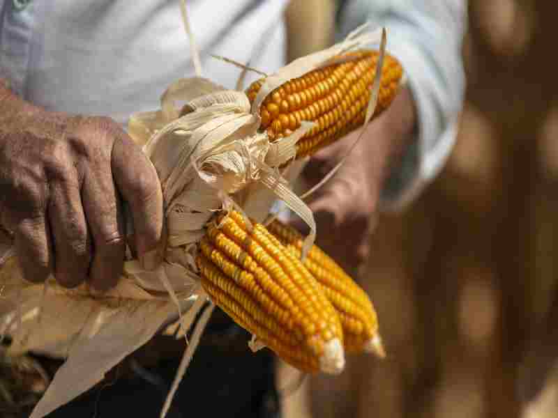 Colombia le notificó a EE.UU. una investigación por subsidios al maíz y leche en polvo