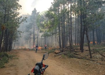 Atienden brigadistas incendio forestal en Temósachic