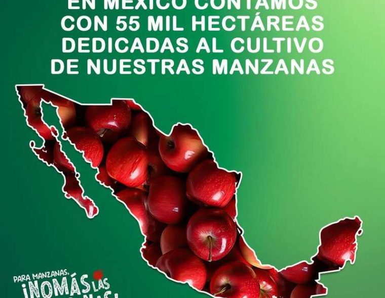 México cuenta con 55 mil hectáreas de cultivo dedicadas a la producción de manzana