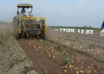 Innovación sustentable: en agosto comenzarán a producir papas con fertilizantes Ultra Bajo Carbono, una iniciativa de una firma bonaerense